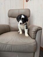 BORDER COLLIE pups, Animaux & Accessoires, 8 à 15 semaines, Colley, Plusieurs, Éleveur | Loisir