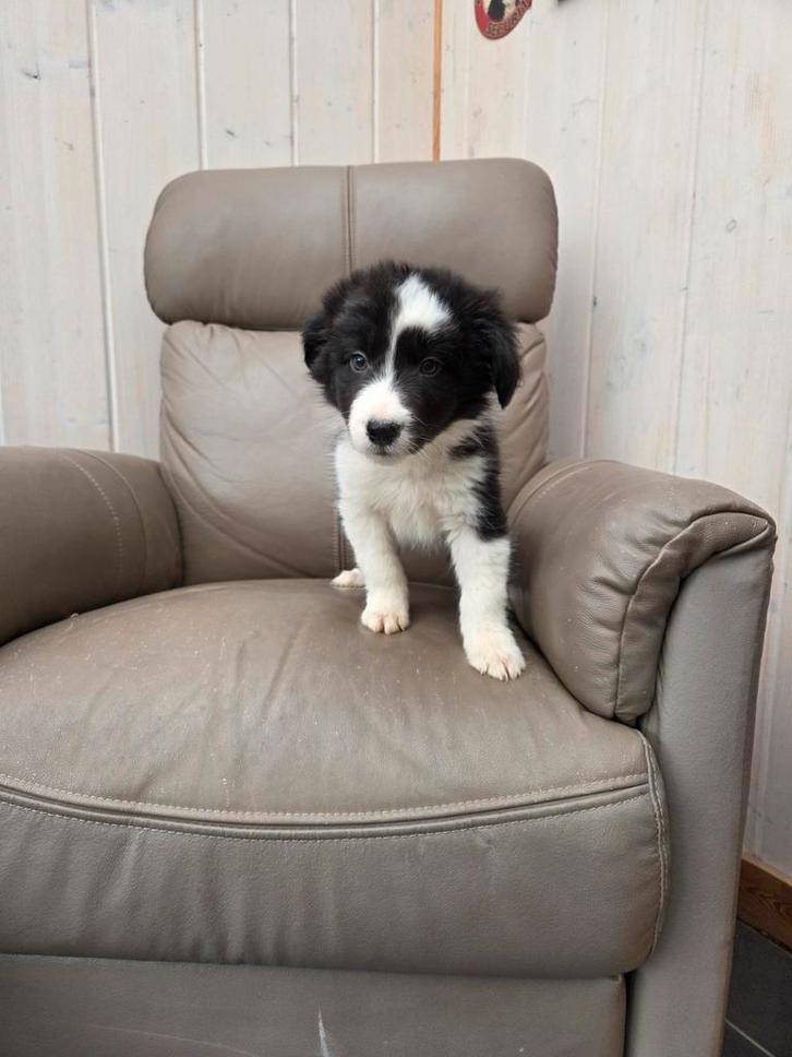 BORDER COLLIE pups, Animaux & Accessoires, Chiens | Bergers & Bouviers, Plusieurs animaux, Colley, Éleveur | Loisir, Plusieurs