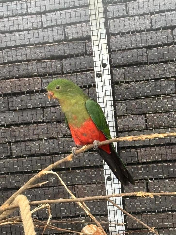 Australische Koningsparkiet man 2025, Dieren en Toebehoren, Vogels | Parkieten en Papegaaien, Parkiet, Mannelijk, Geringd