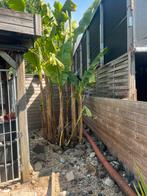 Musa Basjoo bananenplant, Tuin en Terras, Ophalen