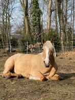 Halve stal / leaser gezocht, Dieren en Toebehoren, Zadelmak, 7 tot 10 jaar, Recreatiepony, Merrie