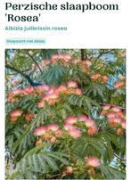 Zaden van de Perzische slaapboom Rosea, Ophalen