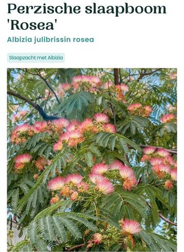 Zaden van de Perzische slaapboom Rosea beschikbaar voor biedingen
