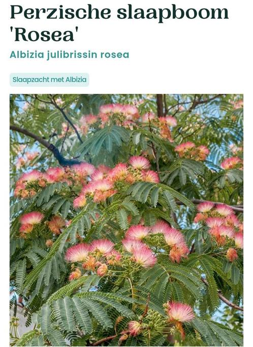 Zaden van de Perzische slaapboom Rosea, Tuin en Terras, Bloembollen en Zaden, Ophalen