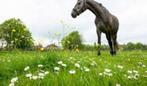 Weide te huur, Dieren en Toebehoren, Weidegang