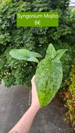 Syngonium Mojito, Huis en Inrichting, Kamerplanten, Ophalen of Verzenden