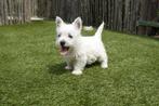 Prachtige West Highland white terriër pups (westie, westy), België, Overige rassen, CDV (hondenziekte), 8 tot 15 weken