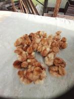 kuikens van rhode island red, Poule ou poulet, Sexe inconnu