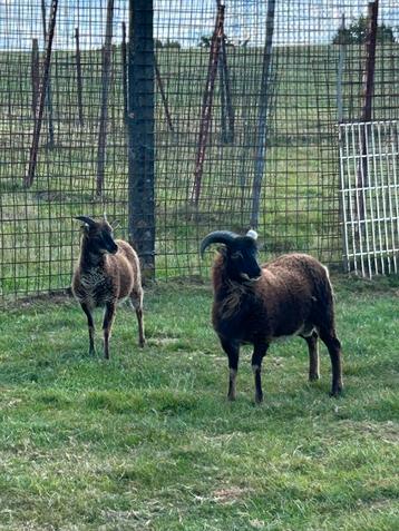 Koppel mooie soay schapen 8 maanden oud beschikbaar voor biedingen