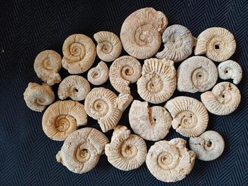 Lotjes fossiele inktvissen uit Frankrijk - ammonieten beschikbaar voor biedingen