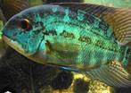 Hoplarchus psittacus groep, Dieren en Toebehoren