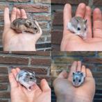 Jonge tamme dwerghamsters, verschillende soorten en kleuren., Dieren en Toebehoren, Knaagdieren, Oktober, Hamster