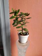 Jadeboom - Succulent - 30cm met de pot (10cm), Ophalen of Verzenden, Vetplant, Halfschaduw, Minder dan 100 cm