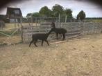 Alpaca, Dieren en Toebehoren