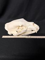 Schedel zwarte beer, Verzamelen, Dierenverzamelingen, Ophalen of Verzenden, Zo goed als nieuw, Schedel