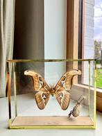 Opgezette vlinder, nachtvlinder, Attacus Atlas, Ophalen