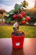 Citrus Hybride Arcobal, Ophalen