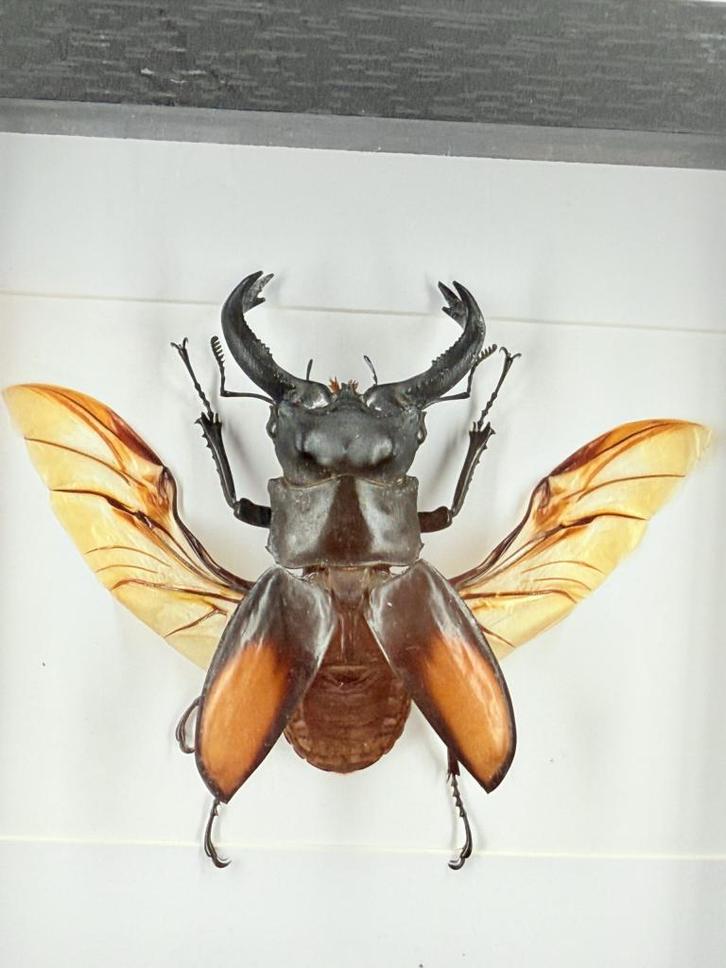 Hertkever in lijst - Wildernis Atelier, Verzamelen, Dierenverzamelingen