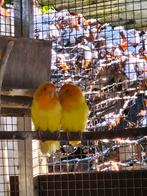 Koppel dwergpapegaai agapornid geel met oranje, Dieren en Toebehoren