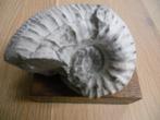 BELLE AMMONITE FOSSILE, Collections, Fossile, Enlèvement ou Envoi