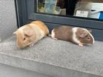 Jonge cavias, Dieren en Toebehoren, Cavia, Mannelijk, Juli, Tam