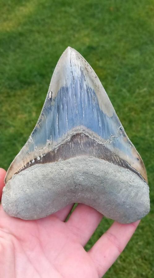 Megalodon haaientand met prachtige kleuren fossiel, Verzamelen, Mineralen en Fossielen, Fossiel, Ophalen of Verzenden