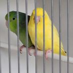 Grijsrugsperling forpus Coellestis lutino en groen split lut, Dieren en Toebehoren, Geringd