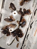 Dubia kakkerlakken, Animaux & Accessoires, Insectes & Araignées, Autres espèces