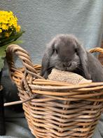 Raszuivere Nederlandse dwerghangoor konijn, Dieren en Toebehoren