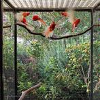 Diverse parkieten, Dieren en Toebehoren, Vogels | Parkieten en Papegaaien, Meerdere dieren, Parkiet, Geringd