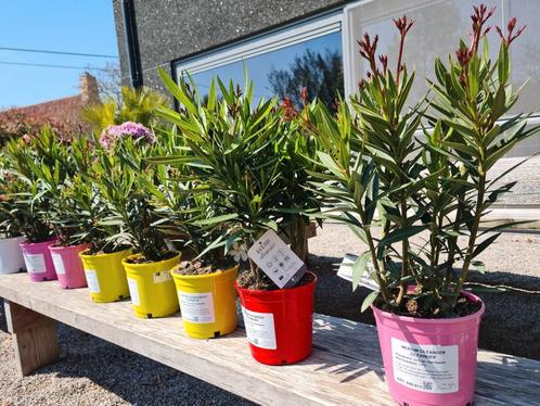Nerium Oleander, Tuin en Terras, Planten | Tuinplanten, Ophalen