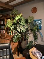 Monstera, Huis en Inrichting, Kamerplanten, Groene kamerplant, Ophalen, In pot, 150 tot 200 cm