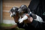 Jack Russell pups blauw lilac, Dieren en Toebehoren, Honden | Jack Russells en Terriërs, CDV (hondenziekte), Meerdere, 8 tot 15 weken