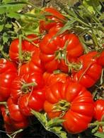 Ik verkoop verschillende soorten Bio tomatenplanten, Tuin en Terras, Planten | Tuinplanten, Ophalen