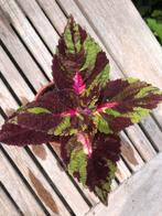 Coleus / siernetels, Ophalen