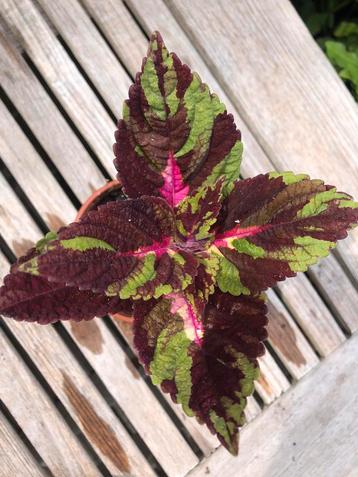 Coleus / siernetels beschikbaar voor biedingen