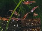 Hobbyaquarium Notropis chrosomus – Rainbowshiner, Dieren en Toebehoren, Vis, Zoetwatervis, Schoolvis