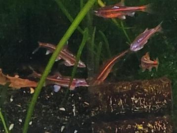 Hobbyaquarium Notropis chrosomus – Zon 2 nov 12/17uur aktie beschikbaar voor biedingen