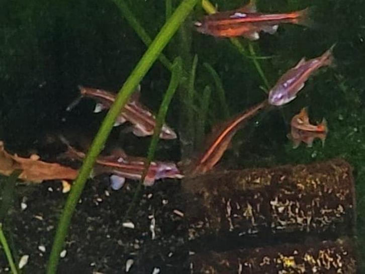 Hobbyaquarium Notropis chrosomus – Rainbowshiner, Dieren en Toebehoren, Vissen | Aquariumvissen, Zoetwatervis, Vis, Schoolvis