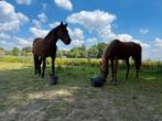 Paarden voor goede thuis, Dieren en Toebehoren, Paarden, Minder dan 160 cm, Ruin, Zadelmak, Gechipt