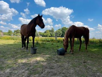 Paarden voor goede thuis beschikbaar voor biedingen