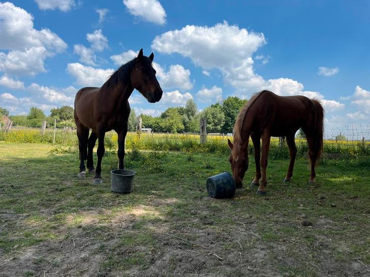 Paarden voor goede thuis, Dieren en Toebehoren, Paarden, Ruin, Zadelmak, Minder dan 160 cm, Recreatiepaard, Met stamboom, Gechipt