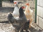 Te koop: laatste 3 brahma hanen in zeer mooi kleurenpallet., Mannelijk, Kip