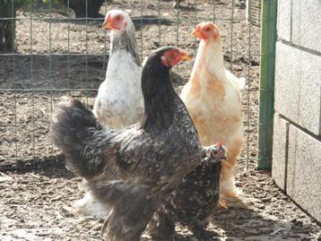 Te koop: laatste 3 brahma hanen in zeer mooi kleurenpallet. beschikbaar voor biedingen