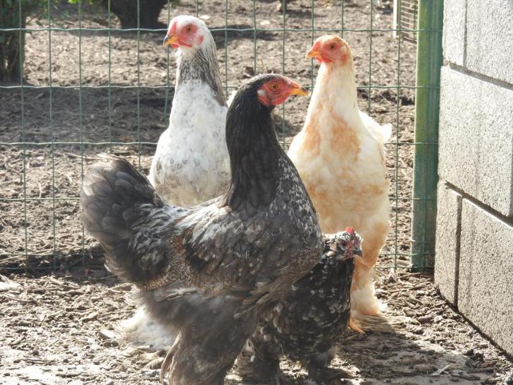 Te koop: laatste 3 brahma hanen in zeer mooi kleurenpallet., Dieren en Toebehoren, Pluimvee, Kip, Mannelijk