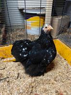 Cochin kriel hen, Dieren en Toebehoren, Pluimvee