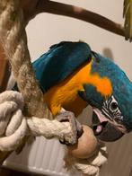 blauwkeel ara supertam, Femelle, Perroquet, Domestique