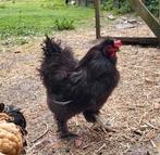 Zwart zijdehoen-frizzle mix haantje, Dieren en Toebehoren, Pluimvee
