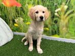 Chiots Golden Retriever