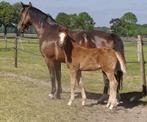 Pelino - Cremello - Vos Merries, Meerdere dieren, Dressuurpaard, Ontwormd